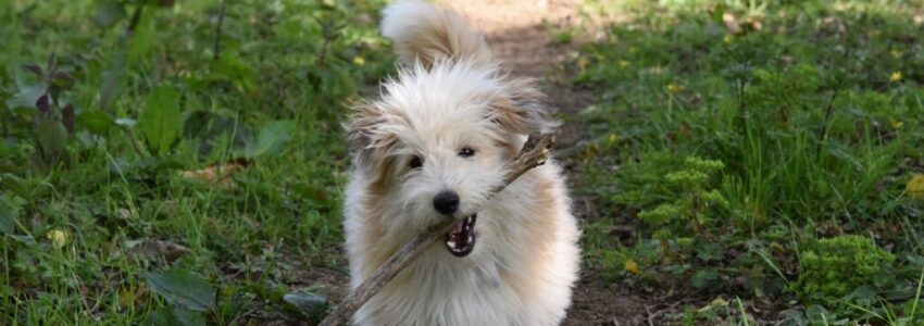 A healthy dog biting a stick while running in the woods.