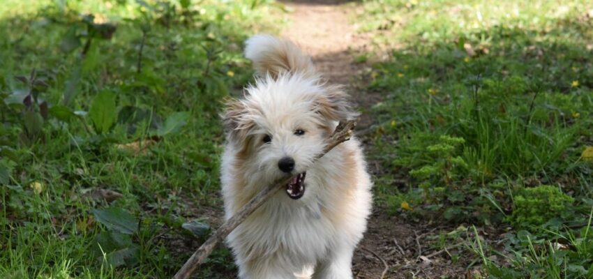 A healthy dog biting a stick while running in the woods.