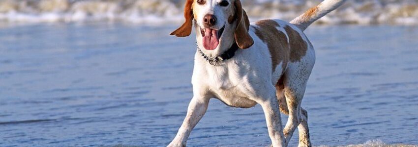 A healthy dog playing on the seashore