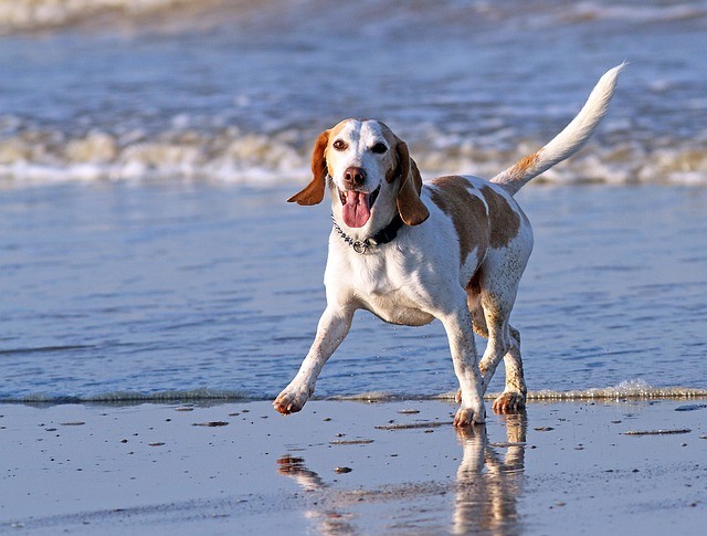 A healthy dog playing on the seashore