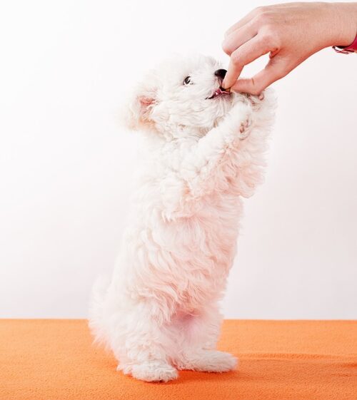 A white furry dog being hand-fed