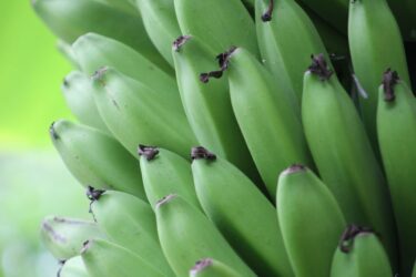 A bunch of green bananas