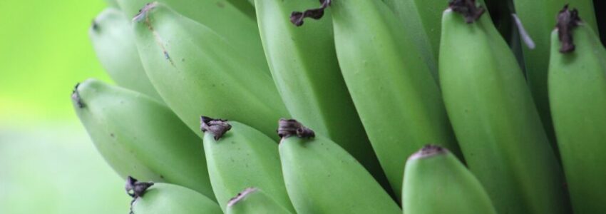 A bunch of green bananas.