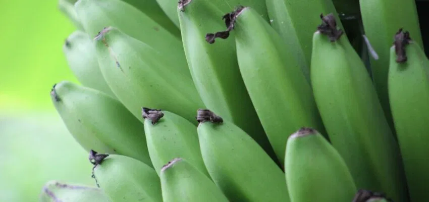 A bunch of green bananas.