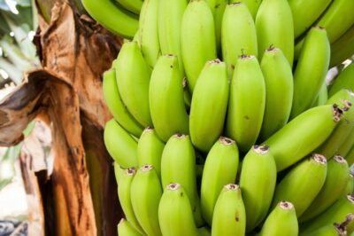 Raw banana bunch still hanging from the shrub.