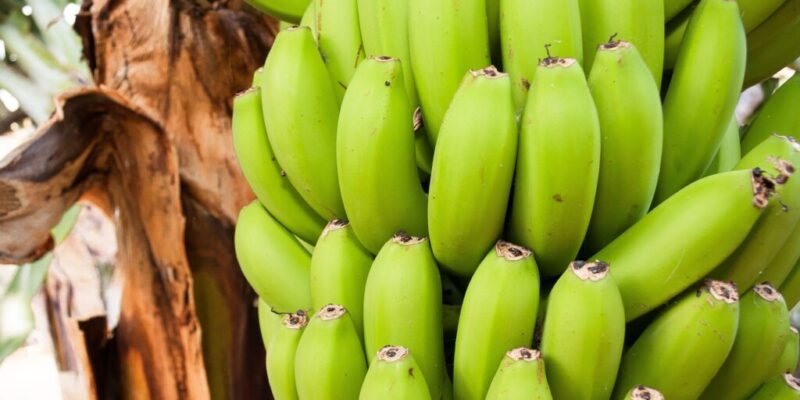 Raw banana bunch still hanging from the shrub.