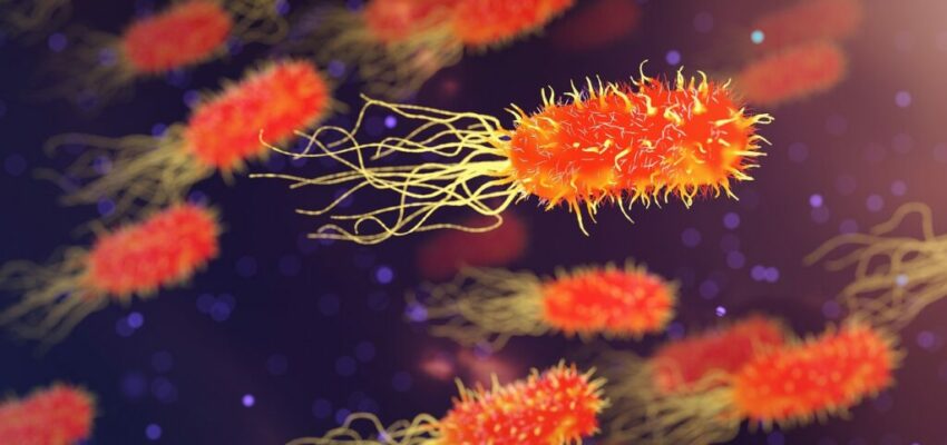 Microscopic image of probiotic strains