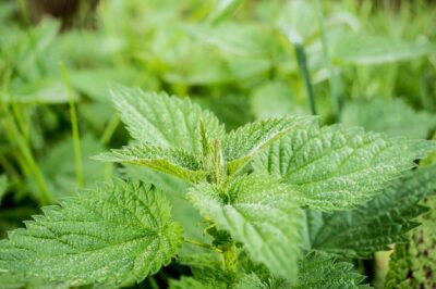 Stinging nettle leaves for allergy