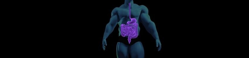 An illustration of the human digestive system.