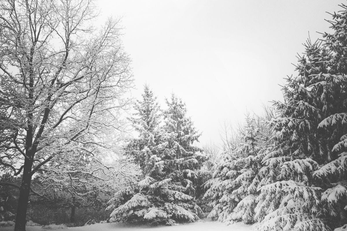 Look up in the winter forest