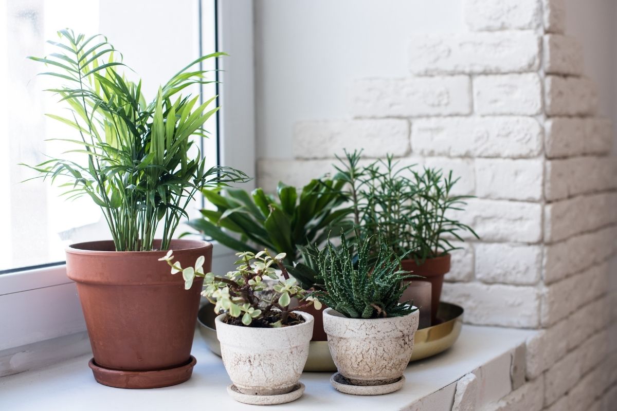 A picture of plants placed under the window to humidify a room