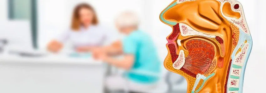 Side view of a nasal cavity model, highlighting the issue: why does my nose whistle.