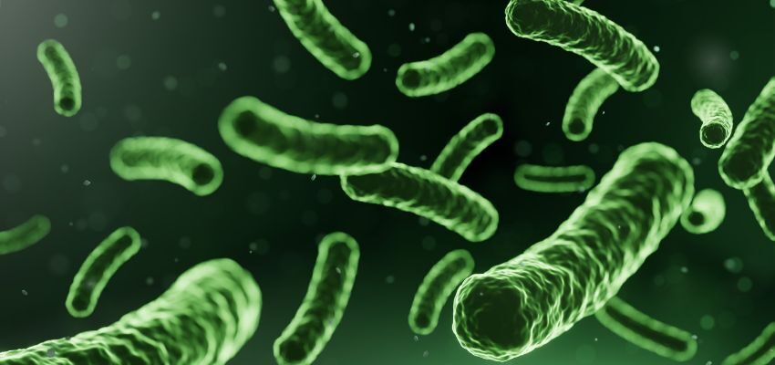 Lactobacillus is a group of bacteria essential for maintaining good human health. It resides in the mouth, gut, and, for women, the vaginal area. These bacteria have a symbiotic relationship with humans. Both sides benefit from it.