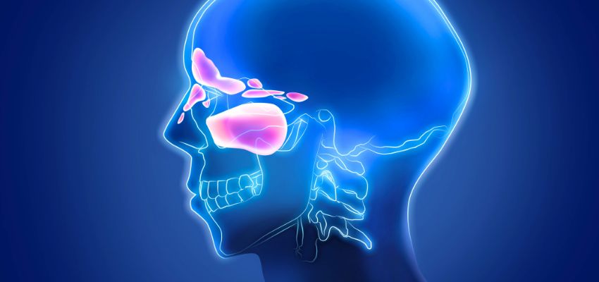 Medical illustration of human sinuses highlighting areas affected by crackling sound in sinuses