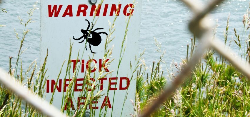 sickness going around (3) Lyme disease is caused by the bacterium Borrelia burgdorferi. It’s transmitted by infected black-legged ticks, also known as deer ticks.